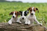 JACK RUSSEL 189